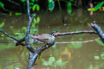Sungrebe or American finfoot (Heliornis fulica)  in Tortuguero National Park, Costa Rica