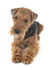 welsh terrier in studio