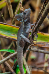 Brown basilisk (Basiliscus vittatus) in Tortuguero National Park, Costa Rica