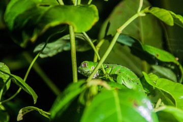 Green iguana (Iguana iguana) in Tortuguero National Park, Costa Rica