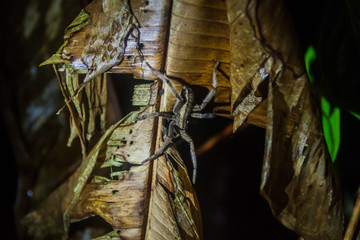 Spider in Tortuguero National Park, Costa Rica
