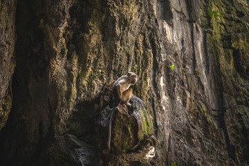 Affe auf Felsen, Höhle