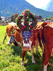 Almabtrieb Pertisau, Karwendel, Tirol