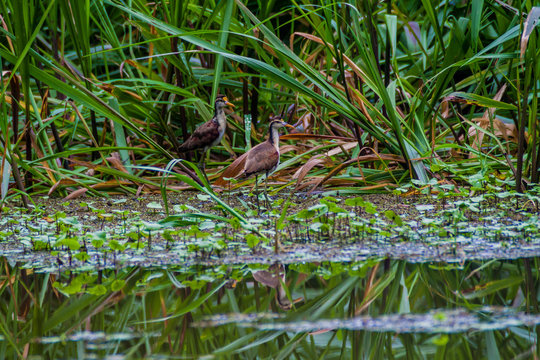 Northern jacanas (Jacana spinosa) in Tortuguero National Park, Costa Rica