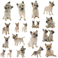 group of cairn terrier