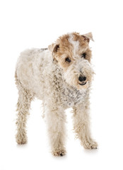 fox terrier in studio