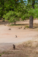 Macaques at the ancient city Polonnaruwa, Sri Lanka