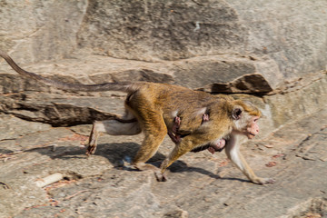 Macaque mother with its baby in the ancient city Polonnaruwa, Sri Lanka