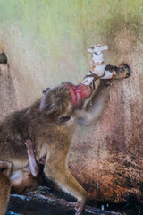 Macaque mother with its baby drinks water in the ancient city Polonnaruwa, Sri Lanka