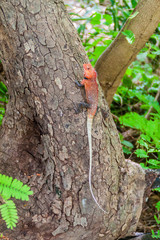 Changeable lizard (Calotes versicolor) on Pigeon Island National Park near Nilaveli village in Sri Lanka.