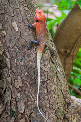 Changeable lizard (Calotes versicolor) on Pigeon Island National Park near Nilaveli village in Sri Lanka.