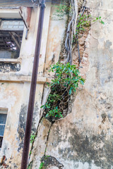Crack with a growing plant in an old building in Galle Fort, Sri Lanka