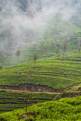 Tea gardens in mountains near Haputale, Sri Lanka