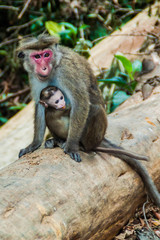 Macaques in Thangamale sanctuary near Haputale, Sri Lanka