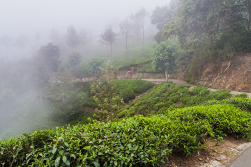 Mist over tea gardens near Haputale, Sri Lanka