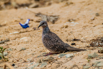 Spotted dove (Spilopelia chinensis) in Thangamale sanctuary near Haputale, Sri Lanka