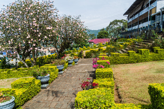 Garden in front of Dambatenne Tea Factory.