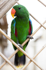 A large parrot is a green macaw.