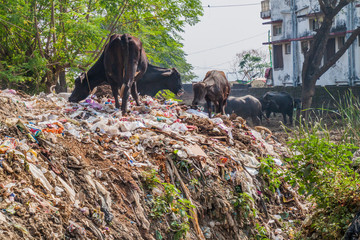 Cows on a pile of trash in Varanasi, India