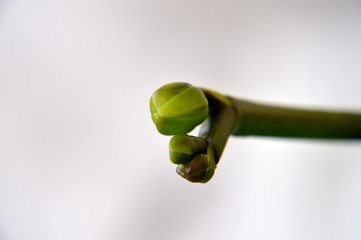 orchid with stem and new buds