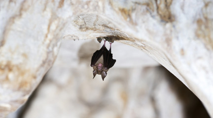 Intermediate roundleaf Bat (Hipposideros cf. larvatus ) are staying in limestone caves. To wait for finding food at night.