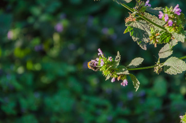 Bee on a blue flower and on a blurred background