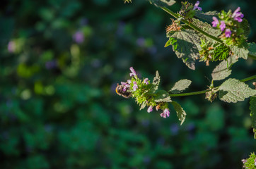 Bee on a blue flower and on a blurred background