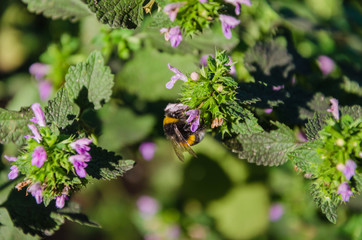 Bee on a blue flower and on a blurred background