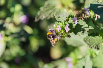 Bee on a blue flower and on a blurred background