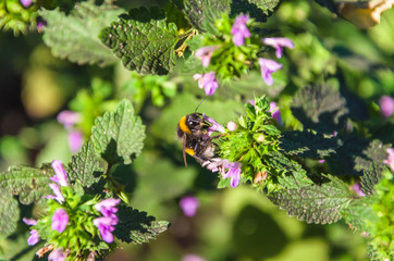 Bee on a blue flower and on a blurred background