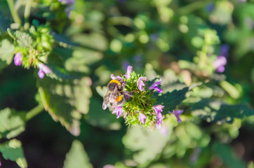 Bee on a blue flower and on a blurred background