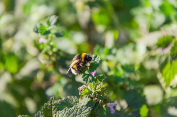 Bee on a blue flower and on a blurred background