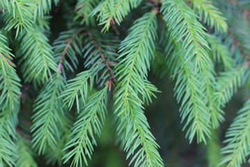 fir branches