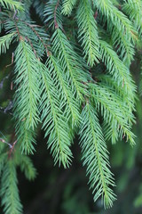 fir branches