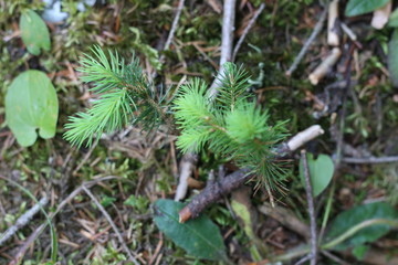 spruce sprout