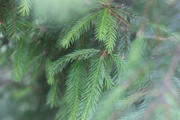 fir branch