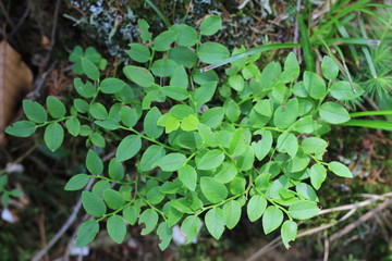Bush