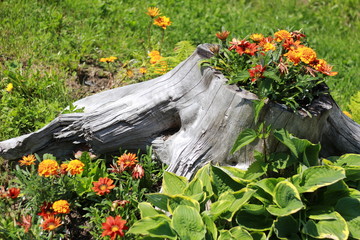 flowers on a stump