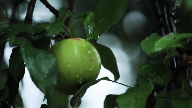 Autumn twilight during the rain with light breeze. Juicy beautiful amazing nice apple on the tree branch, shallow depth of the field, 59.94 fps