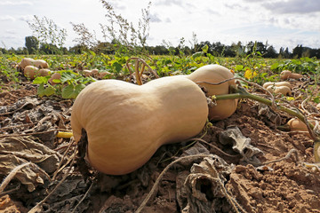 Butternut Kürbis auf dem Feld