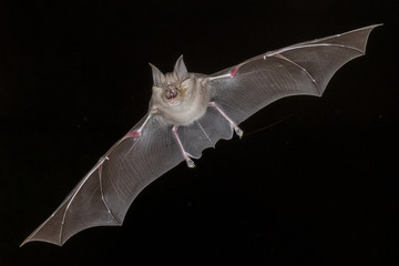Greater Horseshoe Bat