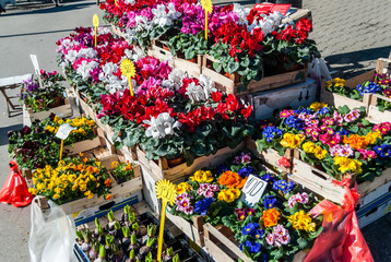 Flowers stand in the street