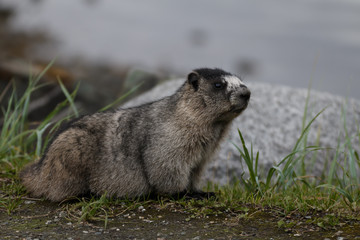 Säugetier in Alaska