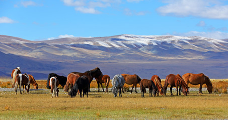 Herd of horses with mountain at in Bayan-Ulgii province of western Mongolia