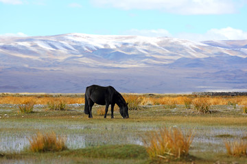 Black horse on grazing alongside the river in Bayan-Ulgii province of western Mongolia