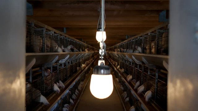 Poultry farm for broiler chickens breeding, young chickens sit in open-air cages and pecking mixed fodder, broilers