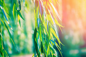 Green willow branches © iryna1