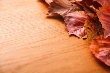 Naklejka na ściany i meble Bright autumn leaves. Red, yellow, green leaves. Wooden background. Close up.