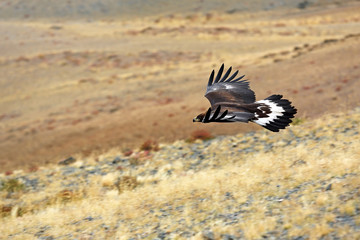 Golden eagle hunters in Western Mongolia