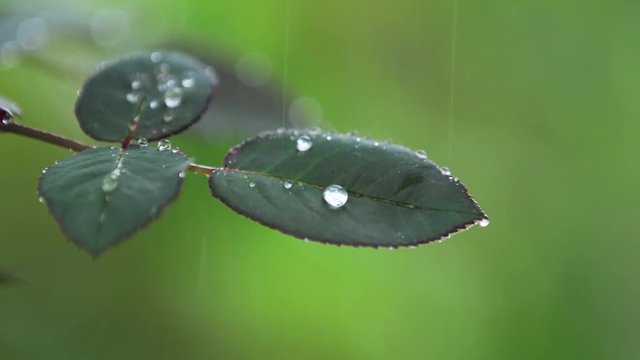 Green rose leaves on the branch with water drops in the garden. Plant in the rain, close up, dynamic scene, toned video.